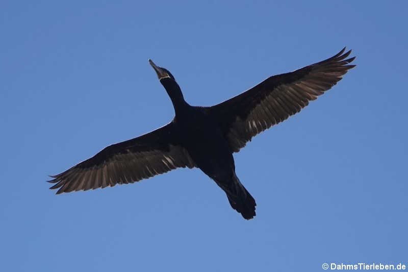 Nannopterum brasilianus brasilianus-1