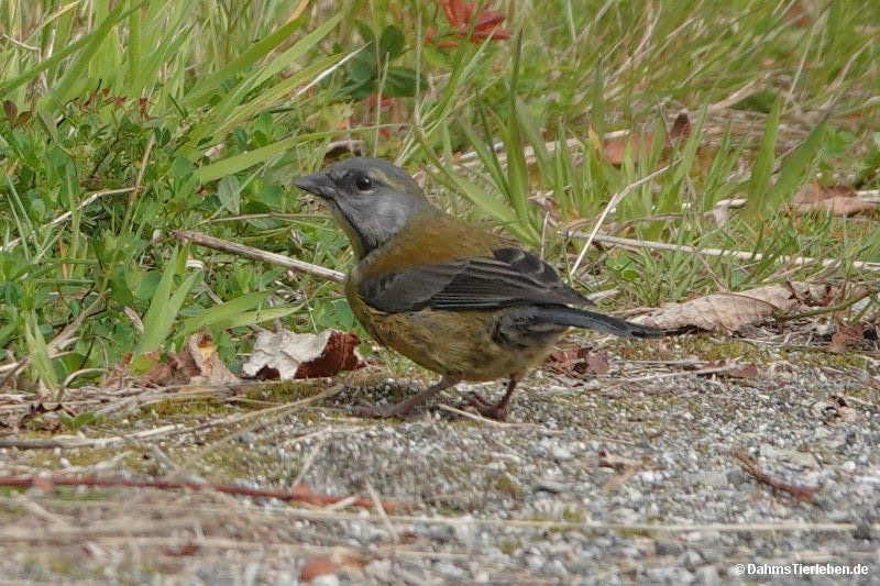 Phrygilus gayi caniceps