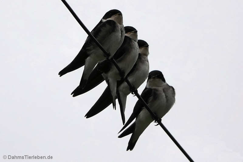 Tachycineta leucopyga-1