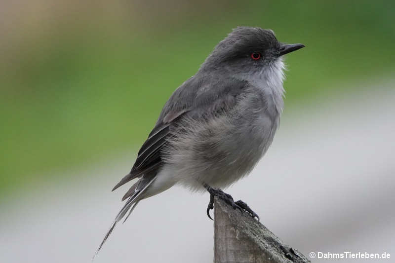 Pyrope pyrope pyrope-1