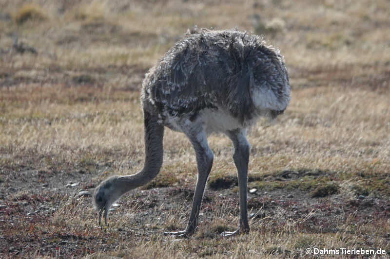 Rhea pennata pennata-4