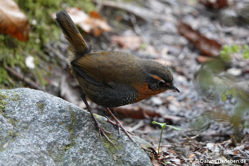Scelorchilus rubecula