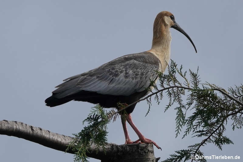 Theristicus melanopis-2