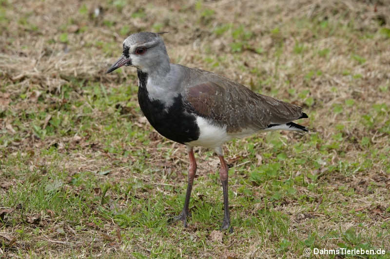 Vanellus chilensis-2