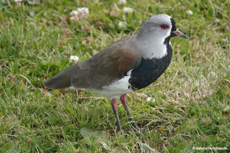 Vanellus chilensis-1