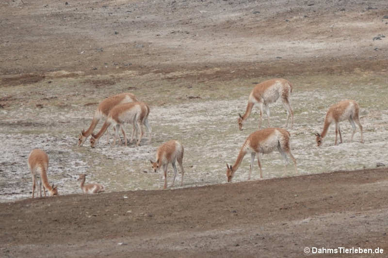 Vicugna Vicugna vicugna-6