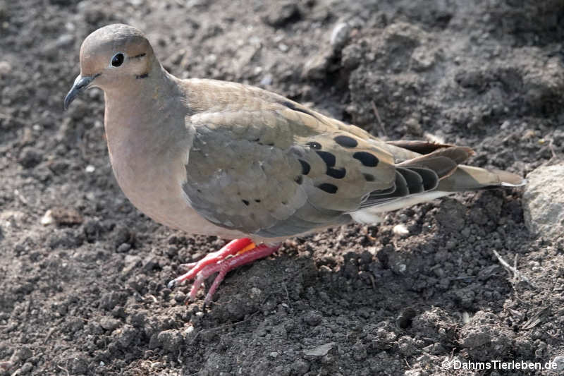 Chile-Ohrflecktaube Zenaida auriculata auriculata-1
