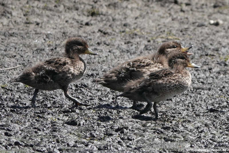 Anas flavirostris flavirostris-2