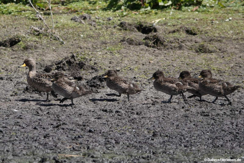 Anas flavirostris flavirostris-1