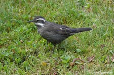 Cinclodes patagonicus chilensis-1