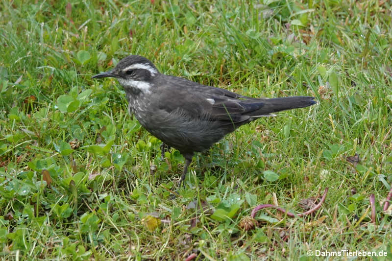Cinclodes patagonicus chilensis