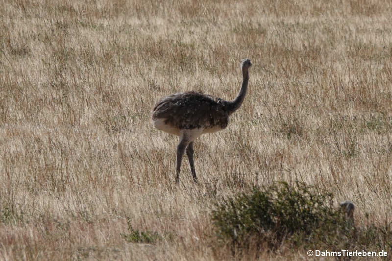 Rhea pennata pennata