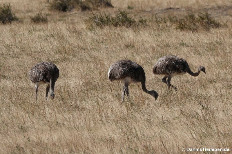 Rhea pennata pennata