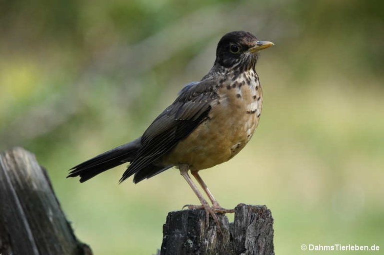 Turdus falcklandii magellanicus