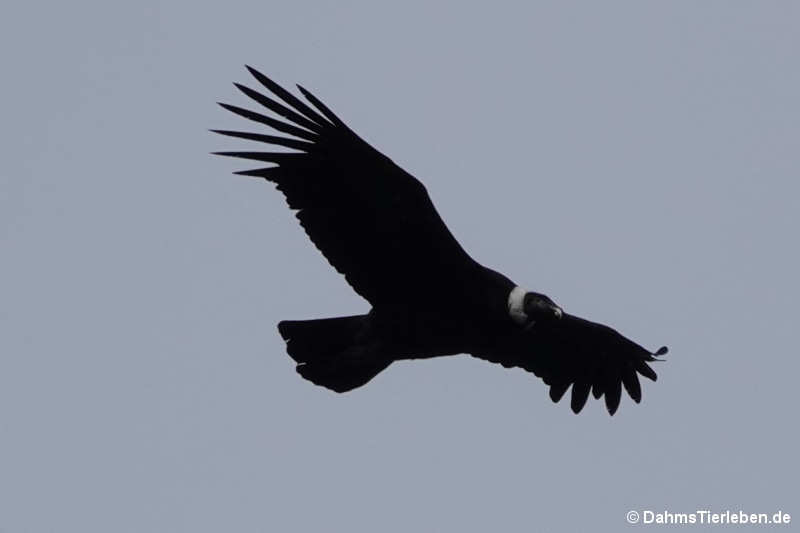 Vultur gryphus