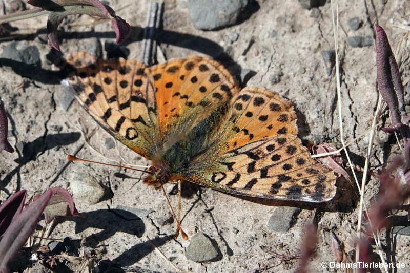 Yramea cytheris