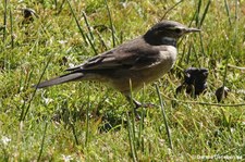 Cinclodes fuscus-1
