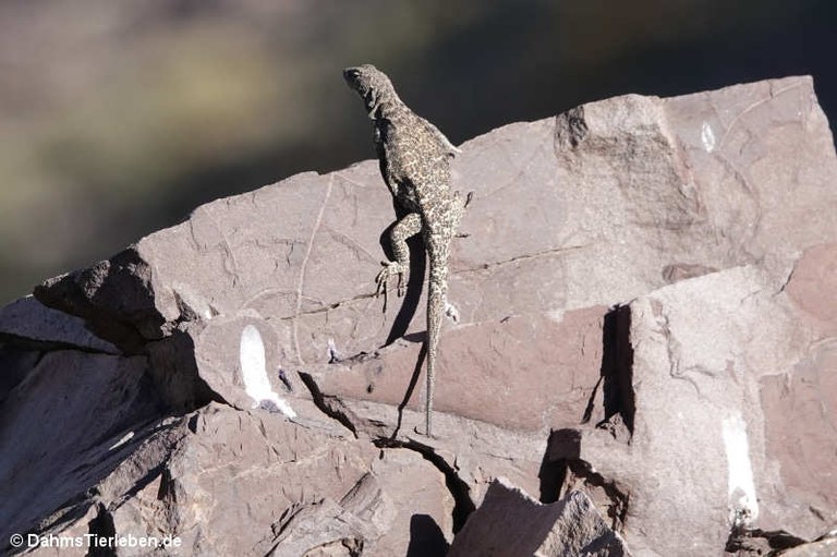 Liolaemus valdesianus