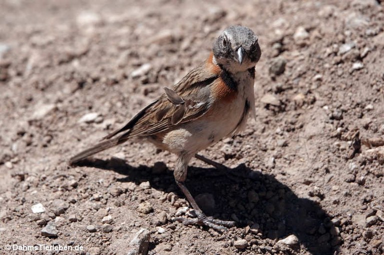 Zonotrichia capensis chilensis