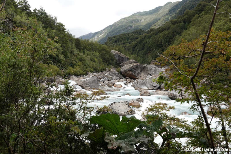 Rio Ventisqueros