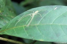 Anaptomecus longiventris auf der biologischen Forschungsstation Rare Avis, Costa Rica