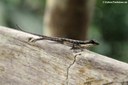 Anolis oxylophus