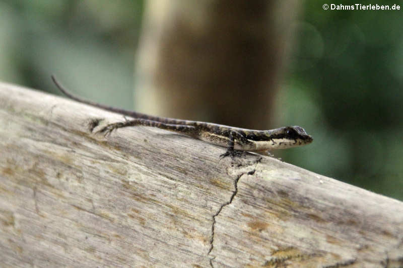 Anolis oxylophus