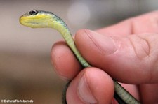 Chironius exoletus in der Forschungsstation Rara Avis, Costa Rica