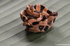 Riemennatter (Imantodes cenchoa) in der Forschungsstation Rara Avis, Costa Rica