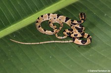 Riemennatter (Imantodes cenchoa) in der Forschungsstation Rara Avis, Costa Rica