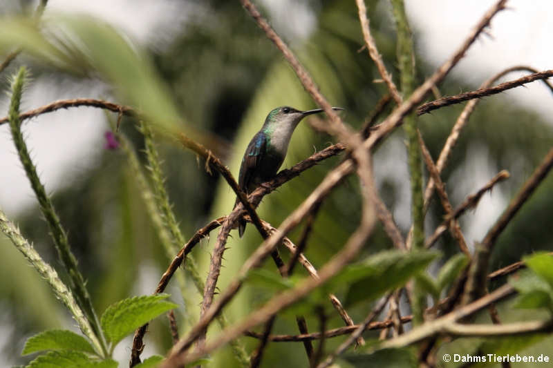 Schuppenbrustkolibri (Phaeochroa cuvierii)