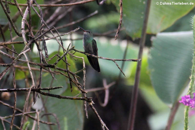 Phaeochroa cuvierii-2