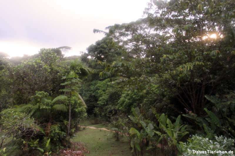 Blick in den Regenwald Rara Avis