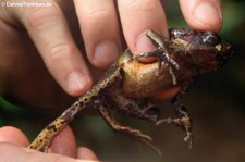 Blattlaubfall-Kröte (Rhaebo haematiticus) in der biologischen Forschungsstation Rara Avis, Costa Rica