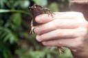 Untersuchung einer Blattlaubfall-Kröte (Rhaebo haematiticus) s