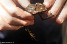 Blattlaubfall-Kröte (Rhaebo haematiticus) in der biologischen Forschungsstation Rara Avis, Costa Rica