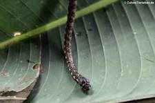 Schneckennatter (Sibon longifrenis) in der biologischen Forschungsstation Rara Avis, Costa Rica