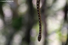 Schneckennatter (Sibon longifrenis) in der biologischen Forschungsstation Rara Avis, Costa Rica