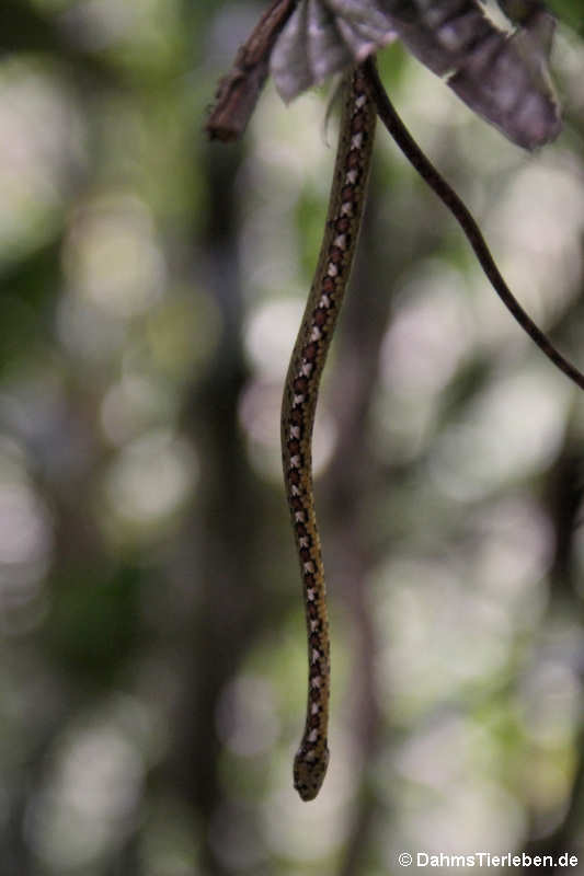 Schneckennatter (Sibon longifrenis)