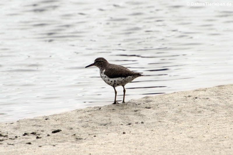 Drosseluferläufer (Actitis macularius)