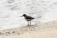 Drosseluferläufer (Actitis macularius) im Nationalpark Cahuita, Costa Rica