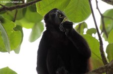 Mantelbrüllaffe (Alouatta palliata palliata) im Nationalpark Cahuita, Costa Rica