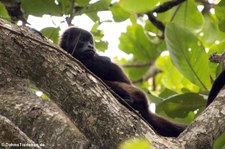 Mantelbrüllaffe (Alouatta palliata palliata) im Nationalpark Cahuita, Costa Rica