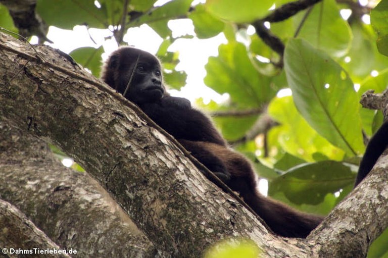 Alouatta palliata palliata