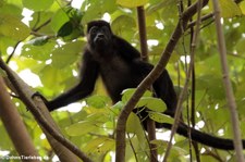 Mantelbrüllaffe (Alouatta palliata palliata) im Nationalpark Cahuita, Costa Rica