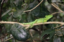 Stirnlappenbasilisk (Basiliscus plumifrons) im Nationalpark Cahuita, Costa Rica