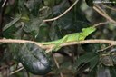 Basiliscus plumifrons