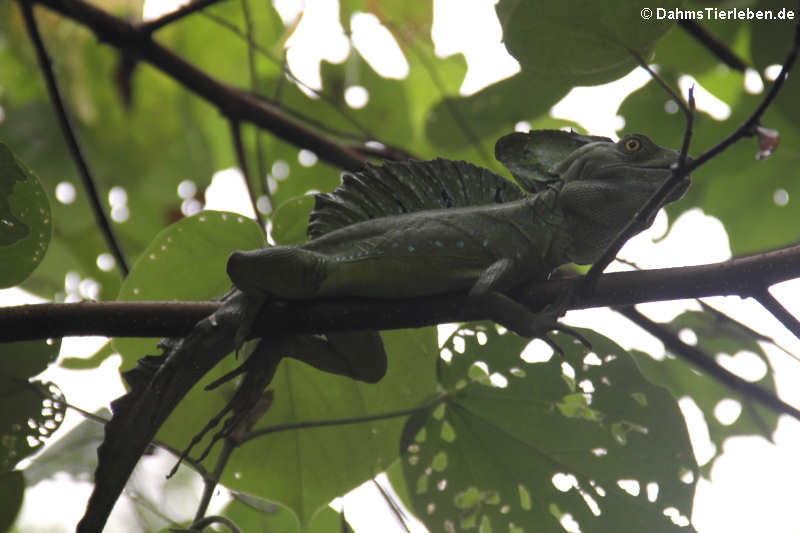 Stirnlappenbasilisk (Basiliscus plumifrons)