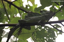 Stirnlappenbasilisk (Basiliscus plumifrons) in Cahuita, Costa Rica