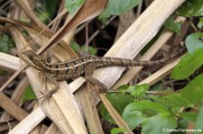 Junger Streifenbasilisk (Basiliscus vittatus) im Nationalpark Cahuita, Costa Rica